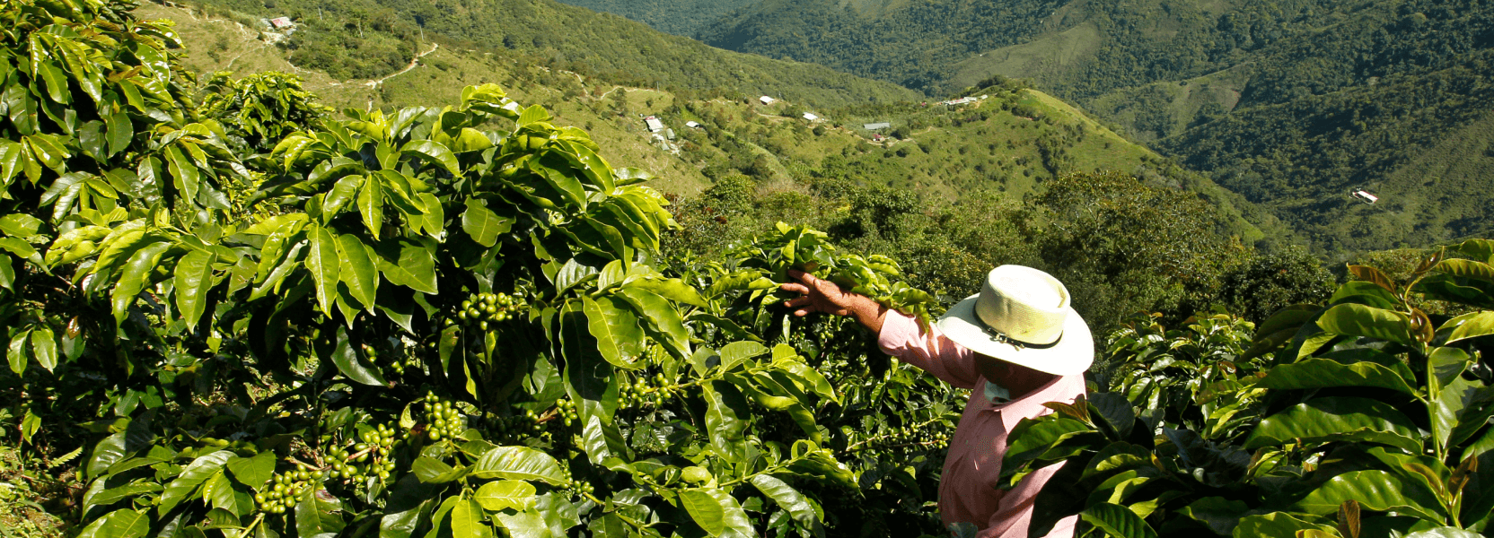 Sustainable Coffee Sourcing