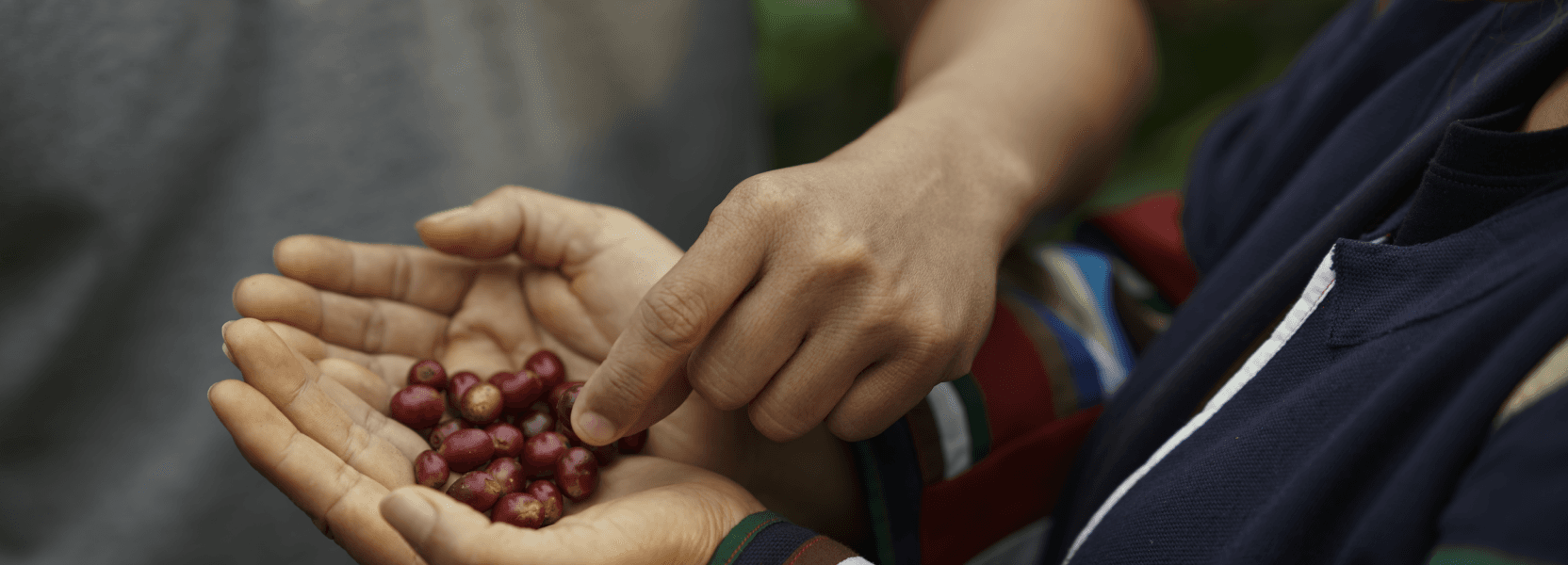 Direct Sourcing from Coffee Farmers